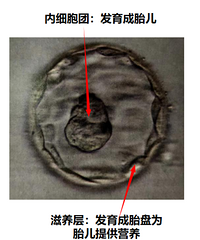 ����ֳϸ�������������ˡ�����̥ѧ�ҵĲ����Ƽ��б���