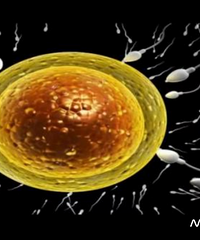 ����ֳϸ�������������ˡ�����̥ѧ�ҵĲ����Ƽ��б���