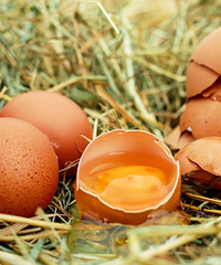 ����������������������˵��̥������ȱӪ���ˣ��������������