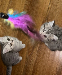 ��������MM������ֻ һֻ��׼һֻ�ߵأ�С��