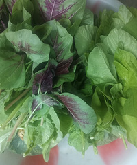 Ϊʲô�Լ��ֵ��߲˱���ĸ�����