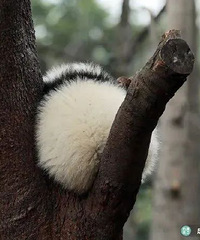 ������Ƭ���ˣ����ѣ���è�²��²�֪������ͦ�µ�