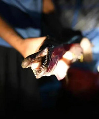 ��ر��淢�֡����㡱��