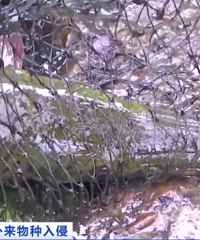 ��ر��淢�֡����㡱��