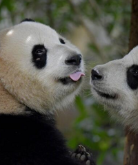 ���龲Ĭ������Գ�����׻����񶼶��ˣ�һ�Ҷ���԰�����������