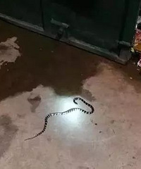 21��Ů���������߱�ҧ��������ĸ����150�򣬷�Ժ���ˡ�