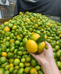 ���ڵĽ���Ƥ����ģ���ȴ�����ǲ��Ǵ��˴����