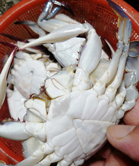 ��з�����������Լ������ǽ�̯������