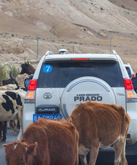 ��ţײ������Ǯ��ȴ���ܰ�ţ���ߣ�