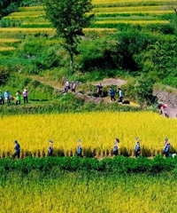 [����]������Ⱦ�ɽ�ɫ������ɽ�壬��ĩ�������ã�