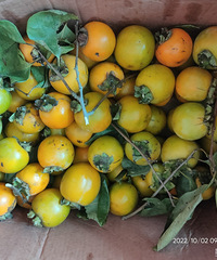 һ���15�����ӻ�զ����