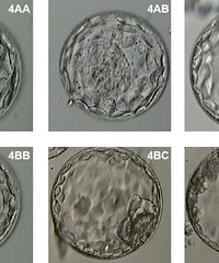 ��ʶһ���Թ�Ӥ�������ߵķּ���