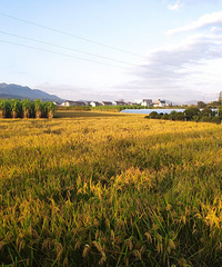 �⼸�귢�ֻ������µĺö�ũ��������ˮ��