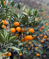 �����ӿȪ�۽������50�����������ٵ�һ��