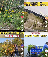 һ��Ե�7�֣������ô�һ֦�ƻ������㽭���϶�����