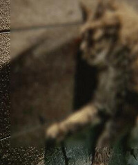 ��ֵ23������è׹¥��ķ��׷�𣬹������˹��ʺ����Ǯ