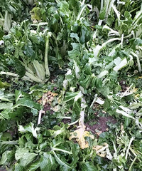 天台下冰雹了!接下来,华顶、大雷山将迎来雪雾凇!