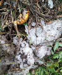 天台下冰雹了!接下来,华顶、大雷山将迎来雪雾凇!