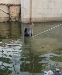 ���ӳƸ��ױ�����Ƶ�120���ȳ���ײ������