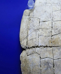 �ϳ�һ���֣�����10��Ԫ��