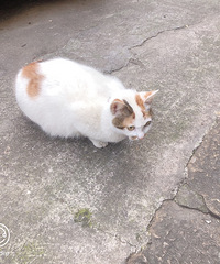 【春节天天乐】撸个猫解个乏