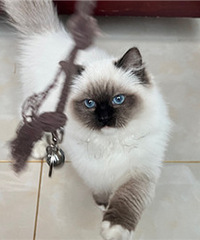娃最喜欢小猫咪