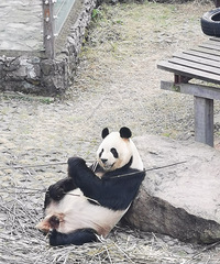 ��2023�μǡ����������쿴��è