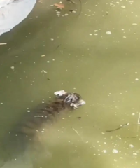 ����԰Ư��С�ϻ�ʬ�壿���ѣ�����չ���û�˸�С�ϻ�