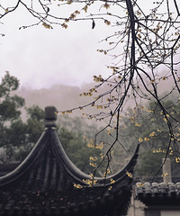 九峰公园赏梅,春雨中更美