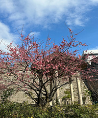 2023μǡٺ÷԰÷ʢʱ