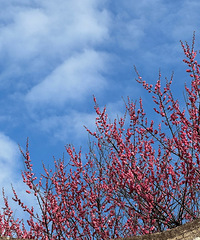 2023μǡٺ÷԰÷ʢʱ