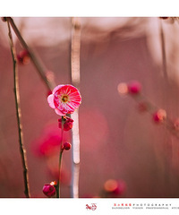 2023·梅花