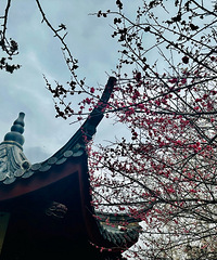 梅花开了清香四溢,春天悄悄地来了……