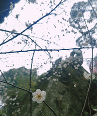 ��������÷ʢ����������֯