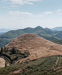 ����ɽ�Ĳݵ鿴���������ࡱ�ģ����Ų�ľ���ٸ���ĸо�