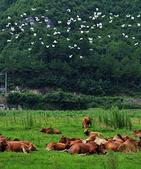 一座“台州后花园”,留住了漫山遍野的春天