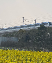 一江山大道望油菜花