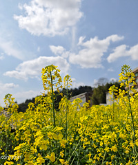 ���ζ҈����߲��Ͳ˻����ŵ��ϵĴ��̸�������