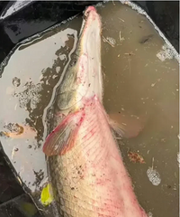 һֱ��Ϊ�糵��ǰ�����Ǽ��ߣ����ڿ��������Ҹ��С��