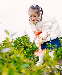 ӵ�����⣬��ֲ����ح����֮�Ǳ���ֲ��������Բ����Ļ��