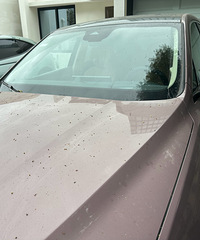 �ſ�һ����֦����ϴ������ɲ��ס