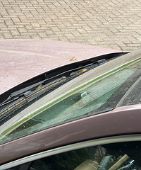 �ſ�һ����֦����ϴ������ɲ��ס