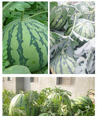 ���۸��᡿���������ϻ�׬Ǯ��