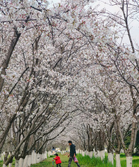 ����㳡ӣ��