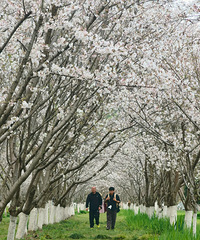 ����㳡ӣ��