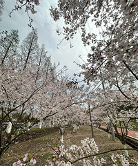 ��2023�μǡ�С֥ӣ��������ʢ������ʱ