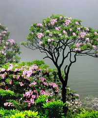 [����]�����ƽ��ž黨�������ָ��