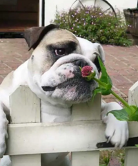 Ů�Ѹ����������̥���Һܰ���ȴ���޷�˵���Լ�