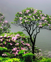 [����]�ƽ��ž飬2023�����ͻ�ָ������