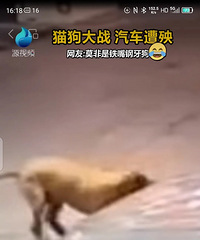 è���ڳ���ɼܣ�˫����δ���κε��������ɷ���ȴ������������